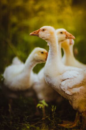 Five young goose together sit in the grassの写真素材