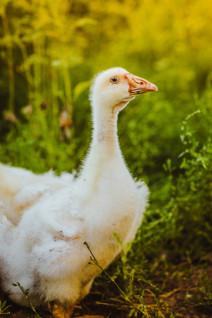 Five young goose together sit in the grassの写真素材
