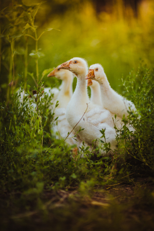 Five young goose together sit in the grassの写真素材