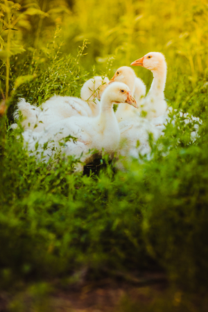 Five young goose together sit in the grassの写真素材