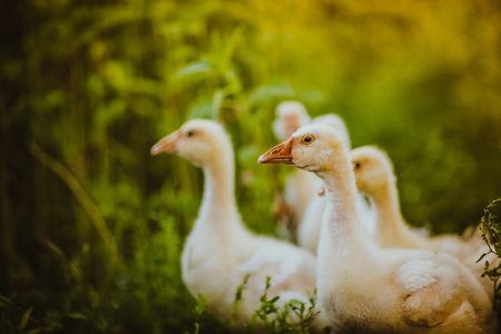 Five young geese sit together on the grassの写真素材