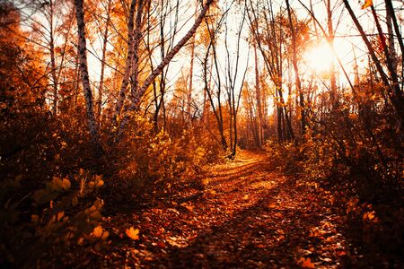 Large autumn leaves in the forestの写真素材