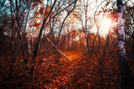 autumn leaves are large in the forestの写真素材