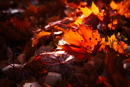 autumn leaves are large in the forestの写真素材