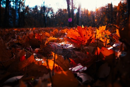 autumn leaves are large in the forestの写真素材