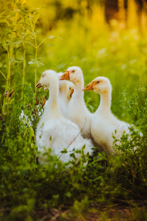 Five young goose together sit in the grassの写真素材