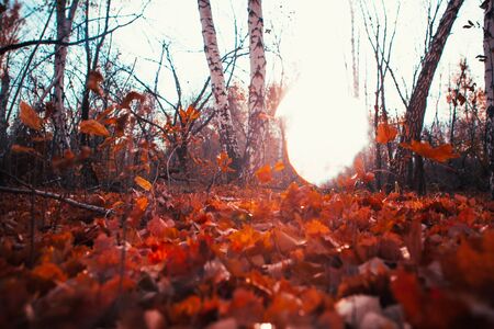 Autumn leaves close up on sun backgroundの写真素材