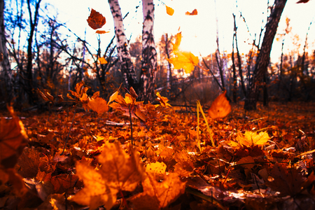 Autumn leaves close up on sun backgroundの写真素材