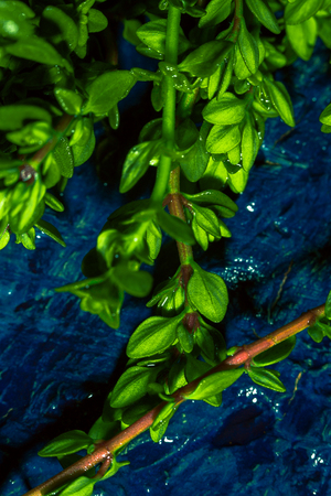 Lemon thyme on a blue abstract background close upの写真素材