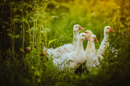 Five young goose together sit in the grassの写真素材