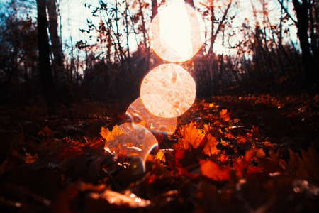 Autumn leaves close up on sun backgroundの写真素材