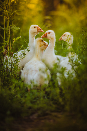 Five young goose together sit in the grassの写真素材