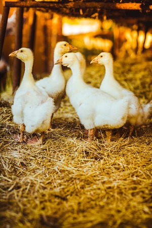Five young goose together sit in the grassの写真素材
