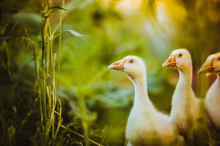 Three young goose together sit in the grassの写真素材