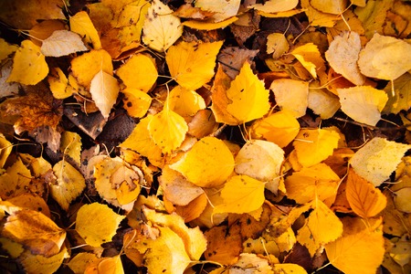 Autumn yellow leaves close up backgroundの写真素材