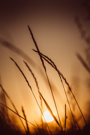 Grass and field on sunset backgroundの写真素材