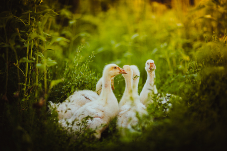 Five young goose together sit in the grassの写真素材
