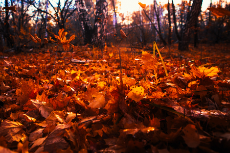 Autumn leaves close up on sun background.の写真素材