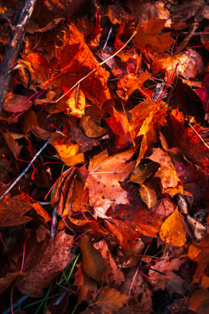 autumn leaves are large in the forest