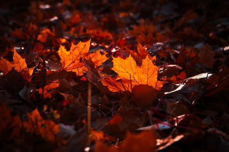 autumn leaves are large in the forestの写真素材
