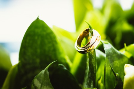 wedding rings on green flowersの写真素材