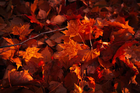 Autumn leaves close up on sun backgroundの写真素材