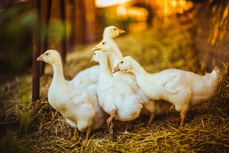 Five young goose together sit in the grassの写真素材