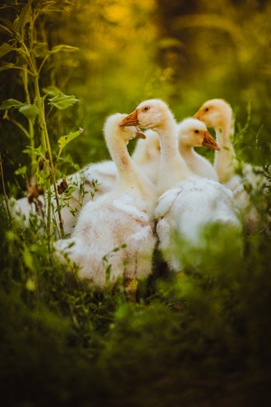 Five young goose together sit in the grassの写真素材