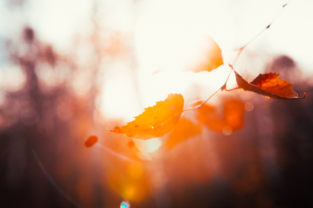 Autumn leaves close up on sun backgroundの写真素材