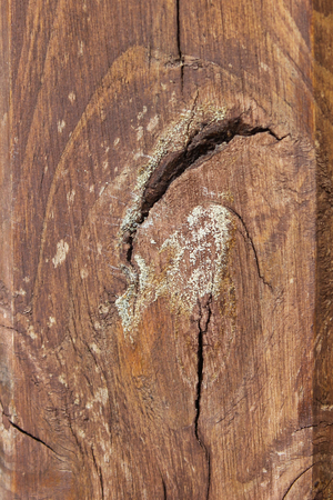 natural close-up texture of a treeの写真素材