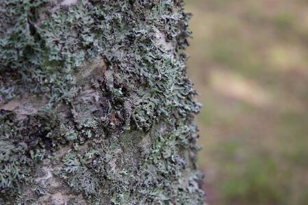 light green moss on a tree close-upの写真素材