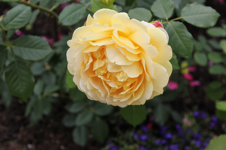 SAINT-PETERSBURG, RUSSIA - July 10 , 2014: Beautiful roses in Catherine Park in Tsarskoe Seloの写真素材