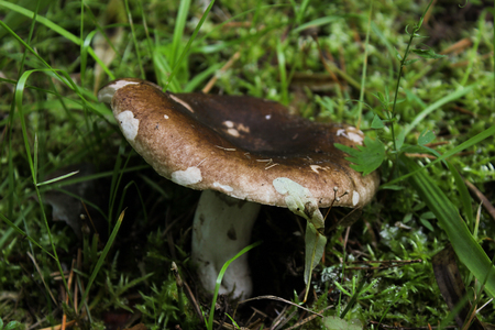 brown mushroom close-up on a background of grassの写真素材