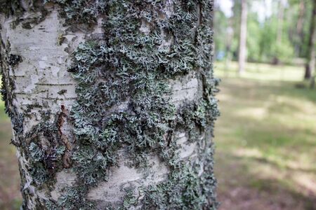 light green moss on a tree close-upの写真素材