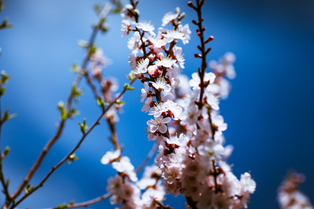 blooming apricot on a background of a spring sky.の写真素材