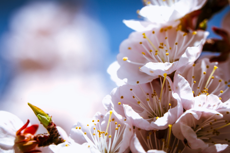blossoming apricot close up on a sky background.の写真素材