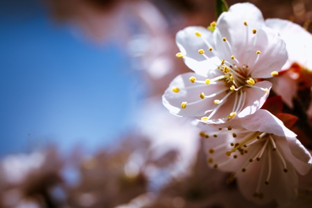 blossoming apricot close up on a sky background.の写真素材
