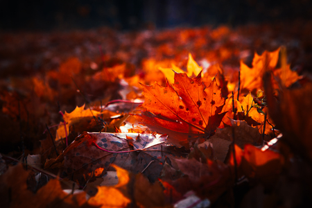 autumn leaves are large in the forest.の写真素材