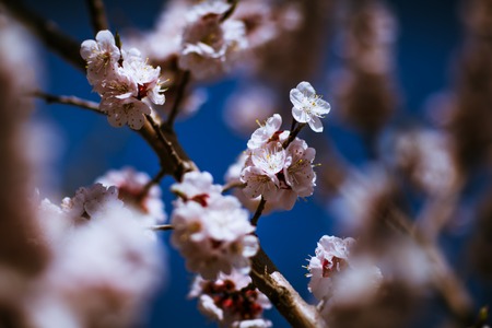 blooming apricot on a background of a spring sky.の写真素材