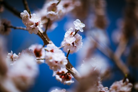 blooming apricot on a background of a spring sky.の写真素材