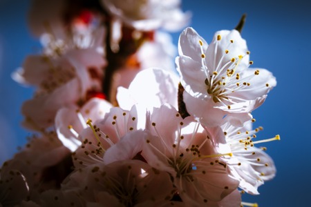 blossoming apricot close up on a sky background.の写真素材