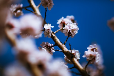 blooming apricot on a background of a spring sky.の写真素材