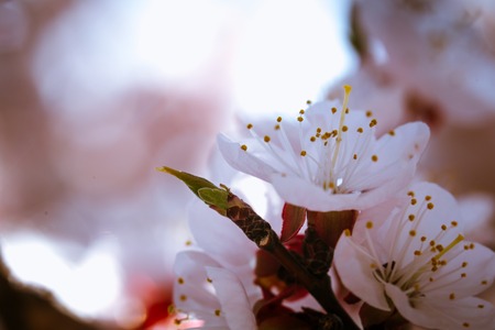 blossoming apricot close up on a sky background.の写真素材