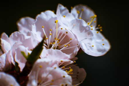 blossoming apricot close up on a sky background.の写真素材