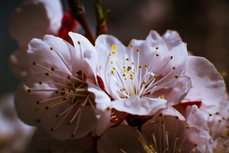 blossoming apricot close up on a sky background.の写真素材