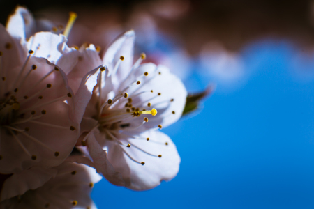 blossoming apricot close up on a sky background.の写真素材