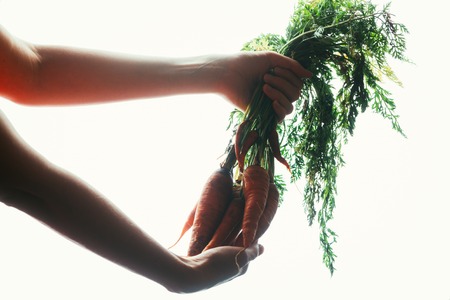 hands of a girl holding a carrot on a light background.の写真素材