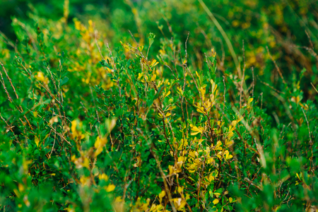 landscape bushes of grass against the skyの写真素材