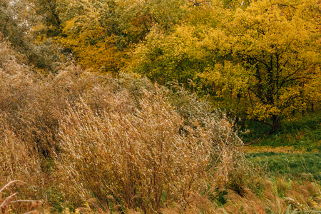 Orange yellow tree leaf forest autumn beauty nature.の写真素材