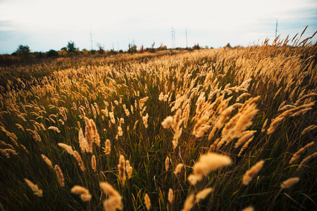 beautiful autumn field several spike close up.の写真素材